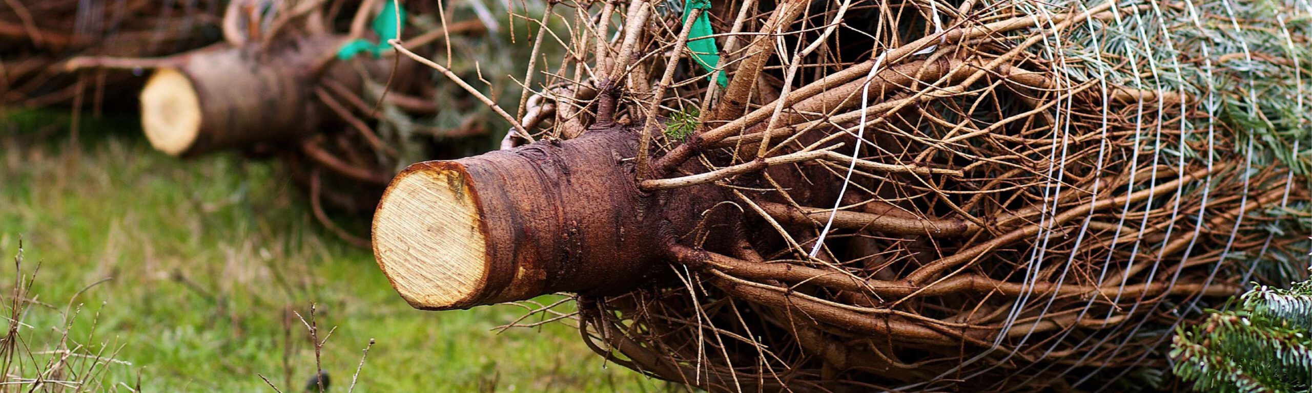 Weihnachtsbaumverkauf 2025 – Rückblick